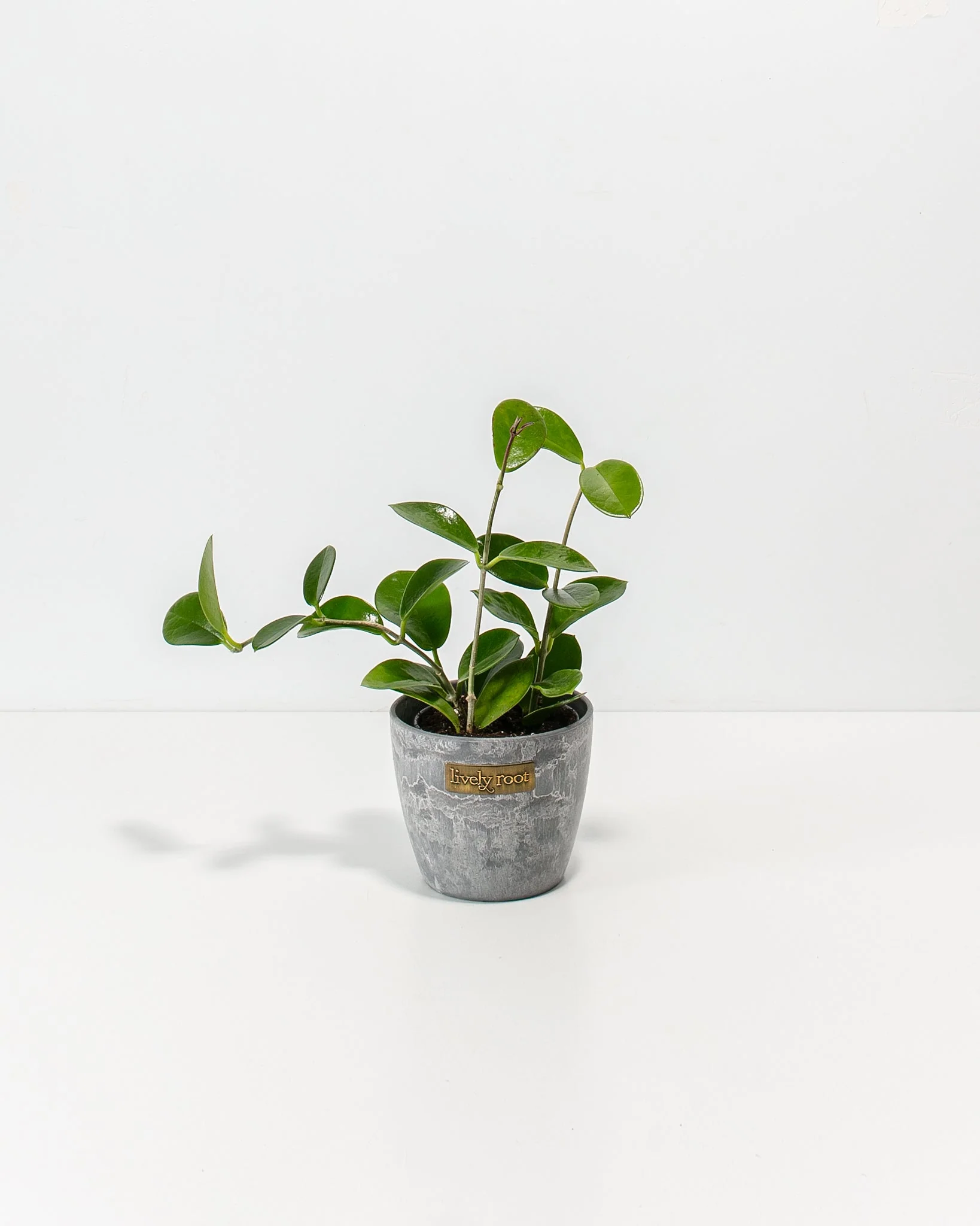 Best Plants for Bathroom