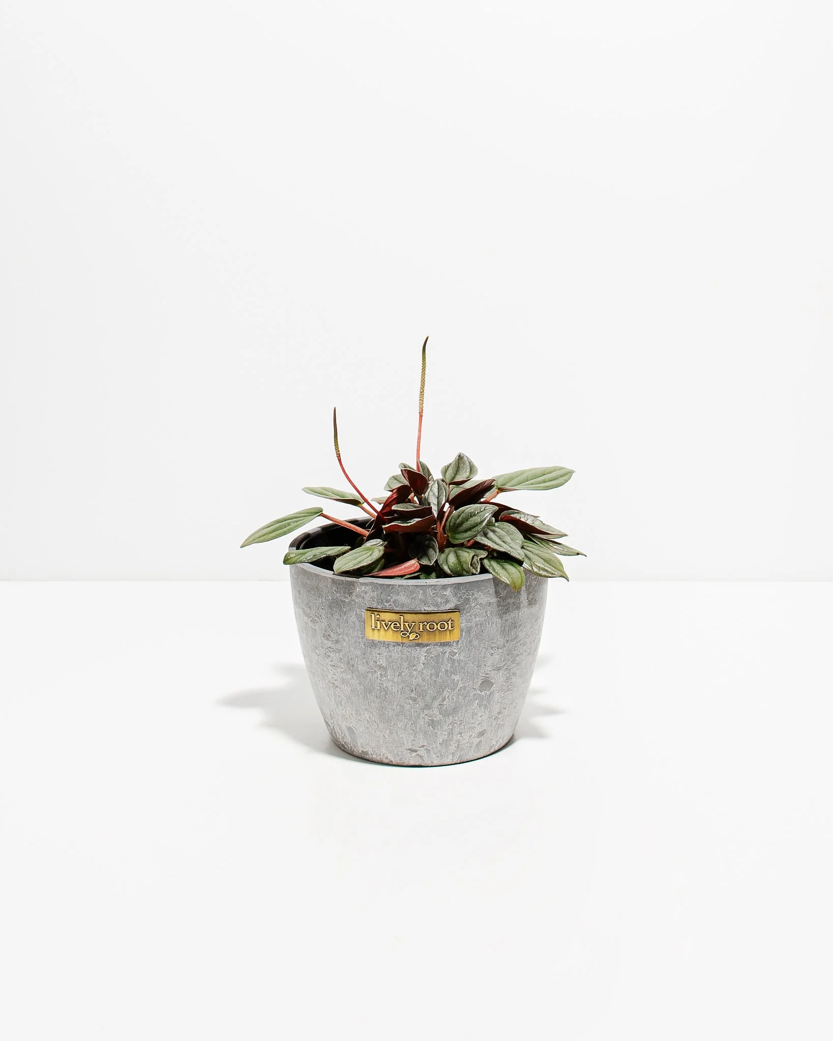 Best Plants For The Living Room